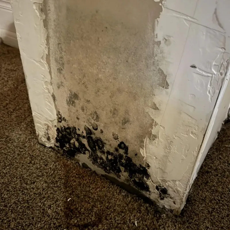 Professional Mold Removal in Pauls Valley, OK